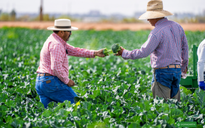 Boeren waarschuwen: langdurige hittegolven kunnen leiden tot kleinere broccoli-oogsten